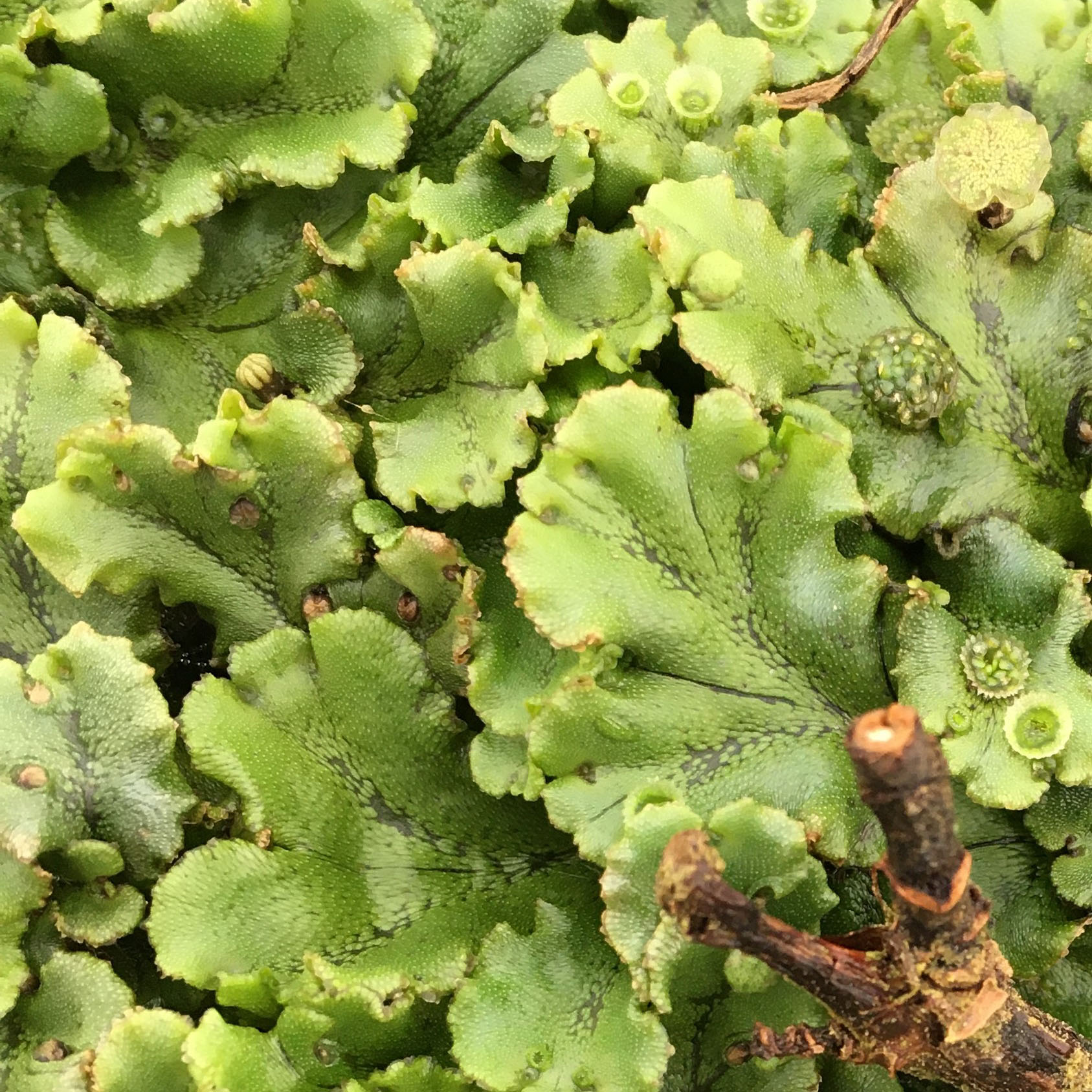 Dichotomously branched vegetative thallus structure of liverwort